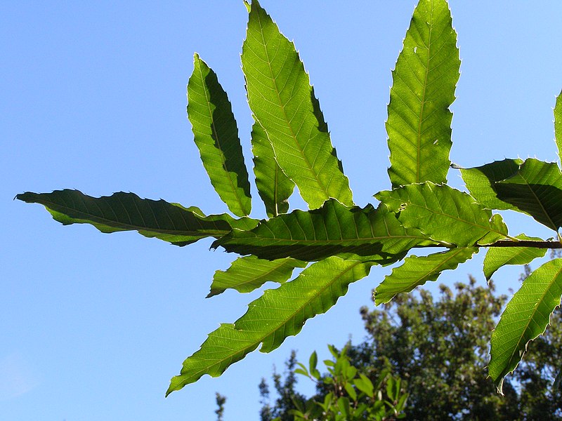 File:Quercus acutissima branch.jpg