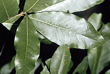 Quercus imbricaria (USDA) .jpg