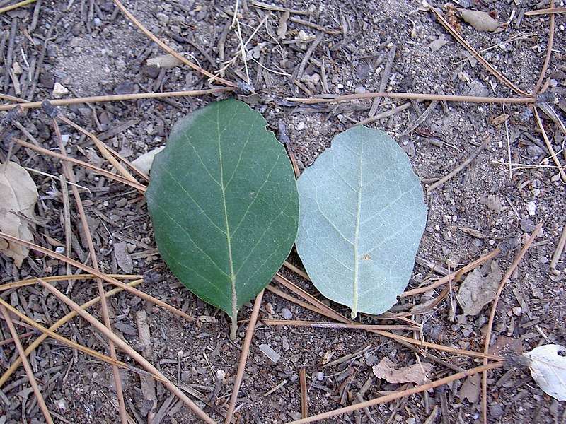 File:Quercus suber Blatt.jpg