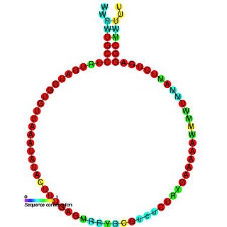 Small nucleolar RNA Z267 Biological molecule