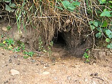 Rabbit burrow entrance.jpg