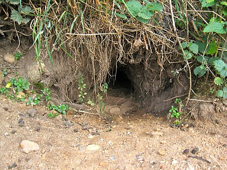 Fail:Rabbit burrow entrance.jpg