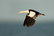 Radjah Shelduck