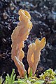 * Nomination: Ramaria flaccida, Hartelholz, Munich, Germany. --Poco a poco 08:14, 2 December 2020 (UTC) * Review  CommentThere is some sort of shadow to the right of the right branch. Does this belong to the mushroom or is this an artefact? -- ~~~~