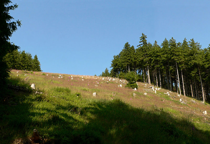 File:Rammelsberg Waldlichtung Fingerhut.jpg