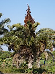 State Plant of The Gambia