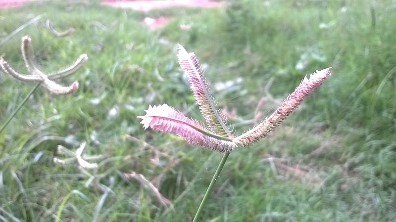 File:Rare leaf or flower.jpg