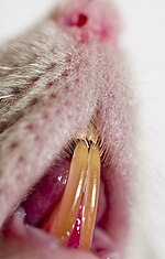 Particolare della bocca di un ratto delle chiaviche: sono messi in evidenza gli aguzzi incisivi.
