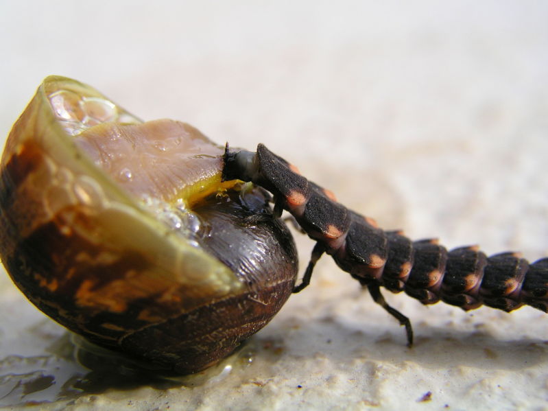 File:Raupe schnecke.JPG