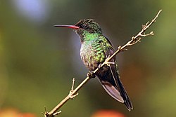 Red-billed streamertail (Trochilus poltmus) juvenile male.jpg