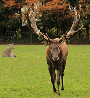 A red deer (cervus elaphus) stag's antlers covered with grass