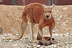 Красный кенгуру - melbourne zoo.jpg