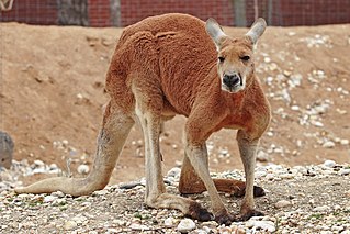 <span class="mw-page-title-main">Red kangaroo</span> Species of mammal