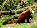 Panda roșu mâncând bambus la Woodland Park Zoo, Seattle, WA, USA