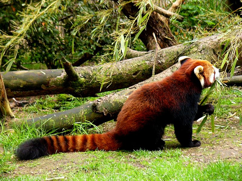 Súbor:Red panda eating bamboo.jpg