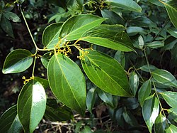 Reissantia indica (Willd.) N.Halle Reissantia indica 06.JPG