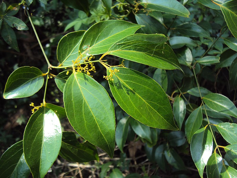 File:Reissantia indica 06.JPG