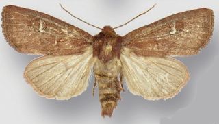<i>Resapamea angelika</i> Species of moth