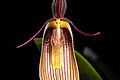 Restrepia antennifera Labellum