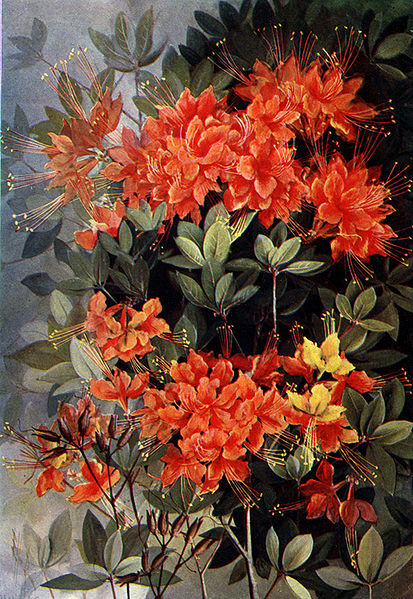 File:Rhododendron calendulaceumCDP119A.jpg