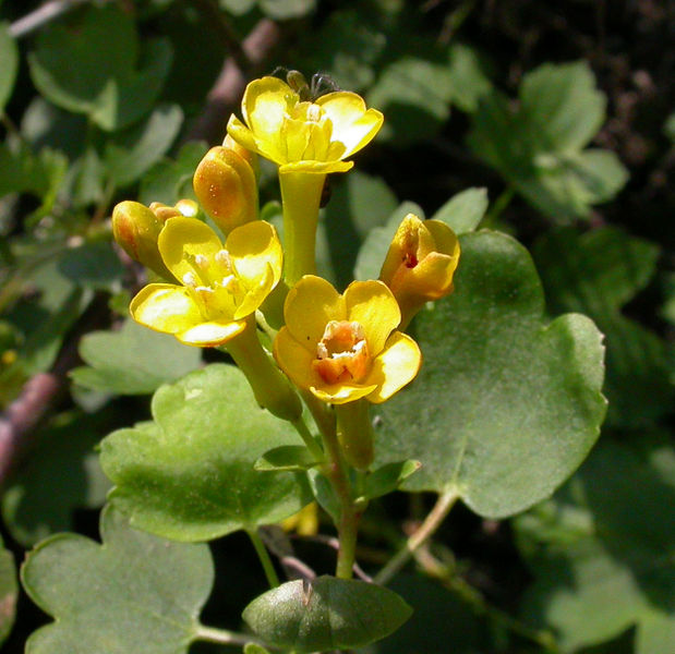 File:Ribes aureum flowers 2004-03-10.jpg