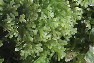Metzgeriales Order of liverwort plants