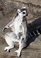Ringtailed Lemur 057.jpg