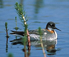 Rnphalarope04.jpg