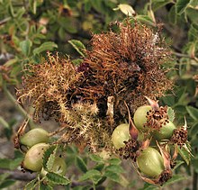 A gall in late autumn prior to the emergence of the gall flies Rosa-Diplolepis-gall.jpg