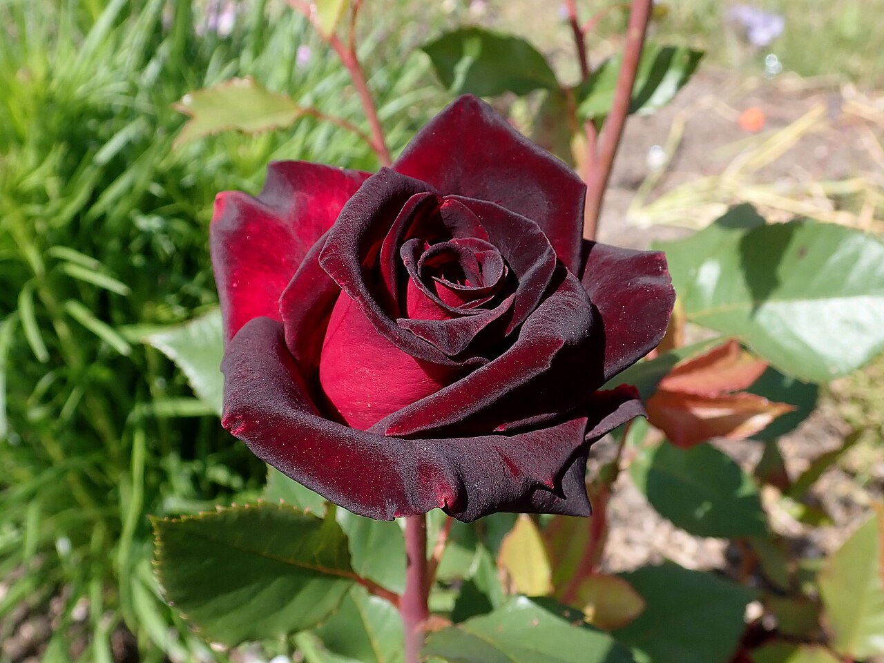 Rosa 'Black Baccara' - Wikipedia