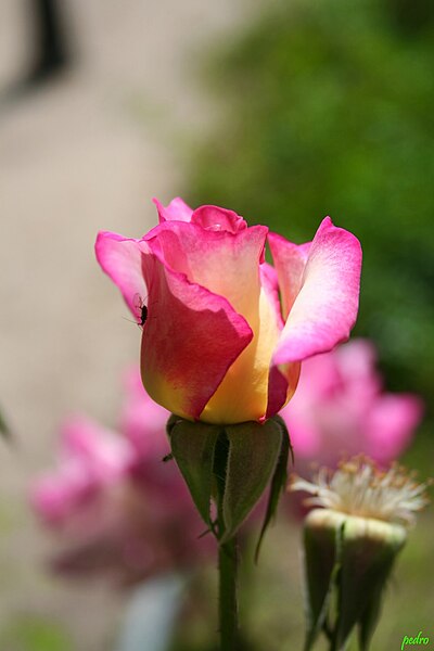 File:Rosa Handel Capullo Nueva Zelanda 1965 (11982215035).jpg