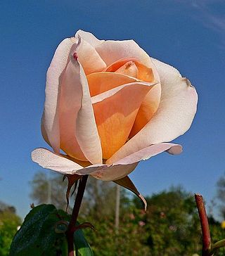 <i>Rosa</i> Michele Meilland Light pink Floribunda rose cultivar