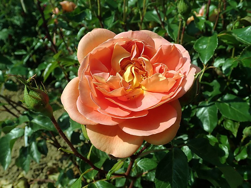 File:Rosa Pat Austin 2019-06-04 5980.jpg