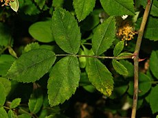 Rosa arvensis leaf (03).jpg