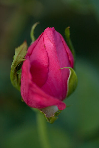 File:Rose, Maria Callas.jpg