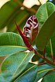 Rubber Fig (Ficus elastica).