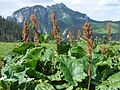 Šťovík alpský (Rumex alpinus)