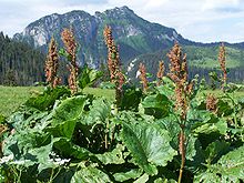 Rumex alpinus a1.jpg