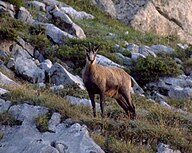 List of mammals of Cantabria