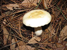 Russula crassotunicata has been verified as a host for Dendrocollybia. Russula crassotunicata 30048.jpg