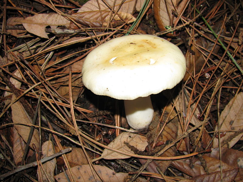 File:Russula crassotunicata 30048.jpg