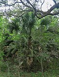 Sabal brazoriensis.jpg