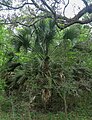 Sabal brazoriensis, a species of palm endemic to the Colombia bottomlands of the Texas gulf coast Brazoria County, TX