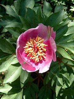 <i>Paeonia clusii</i> Species of plant