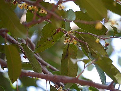 TÌNH YÊU CÂY CỎ  - Page 53 420px-Sageraea_laurifolia_%288256320063%29