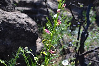 <i>Sairocarpus virga</i> Species of flowering plant