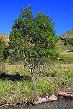 Vorschaubild für Tauern-Weide