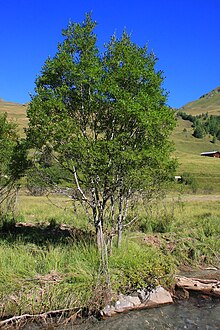 Salix mielichhoferi 001.JPG