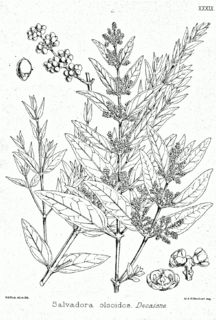 <i>Salvadora oleoides</i> Species of plant