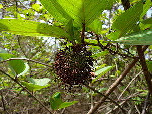 Sarcocephalus latifolius 0001.jpg